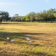 Granada Land Park_Photo Credit Brian Mulvey Photo Editor 760x320